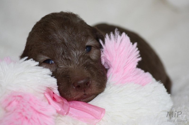 2011-05-15 Puppies Candy & Svet (38).jpg